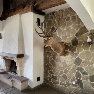 Homa Polygonal Slate - Natural Stone for Interior / Exterior | Fronts, Pavings and Walkways (1 sqm = 10-14 pieces)