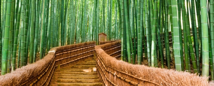The road to success is paved with patience – the story of Chinese bamboo
