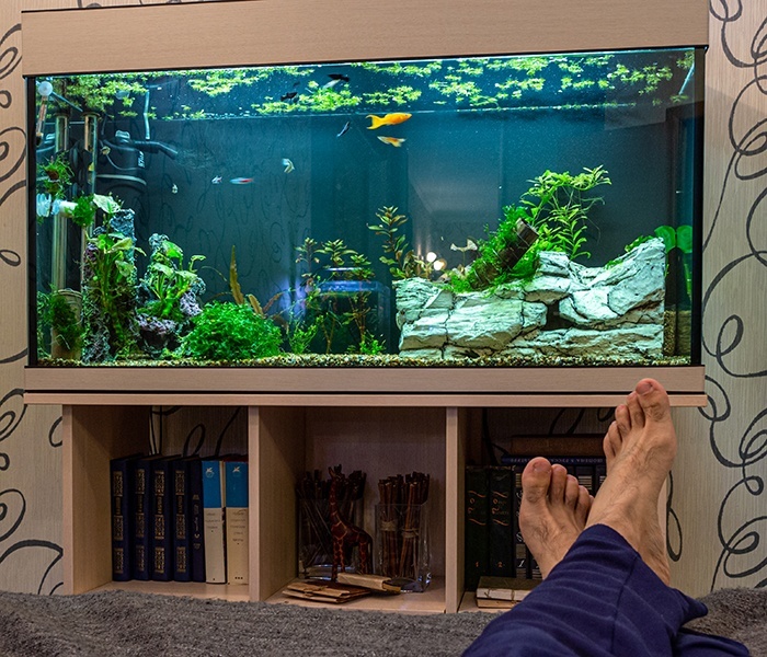 How to Set Up a Fish Tank Guide and Useful Tips